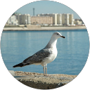 Y.S Alvir profile picture